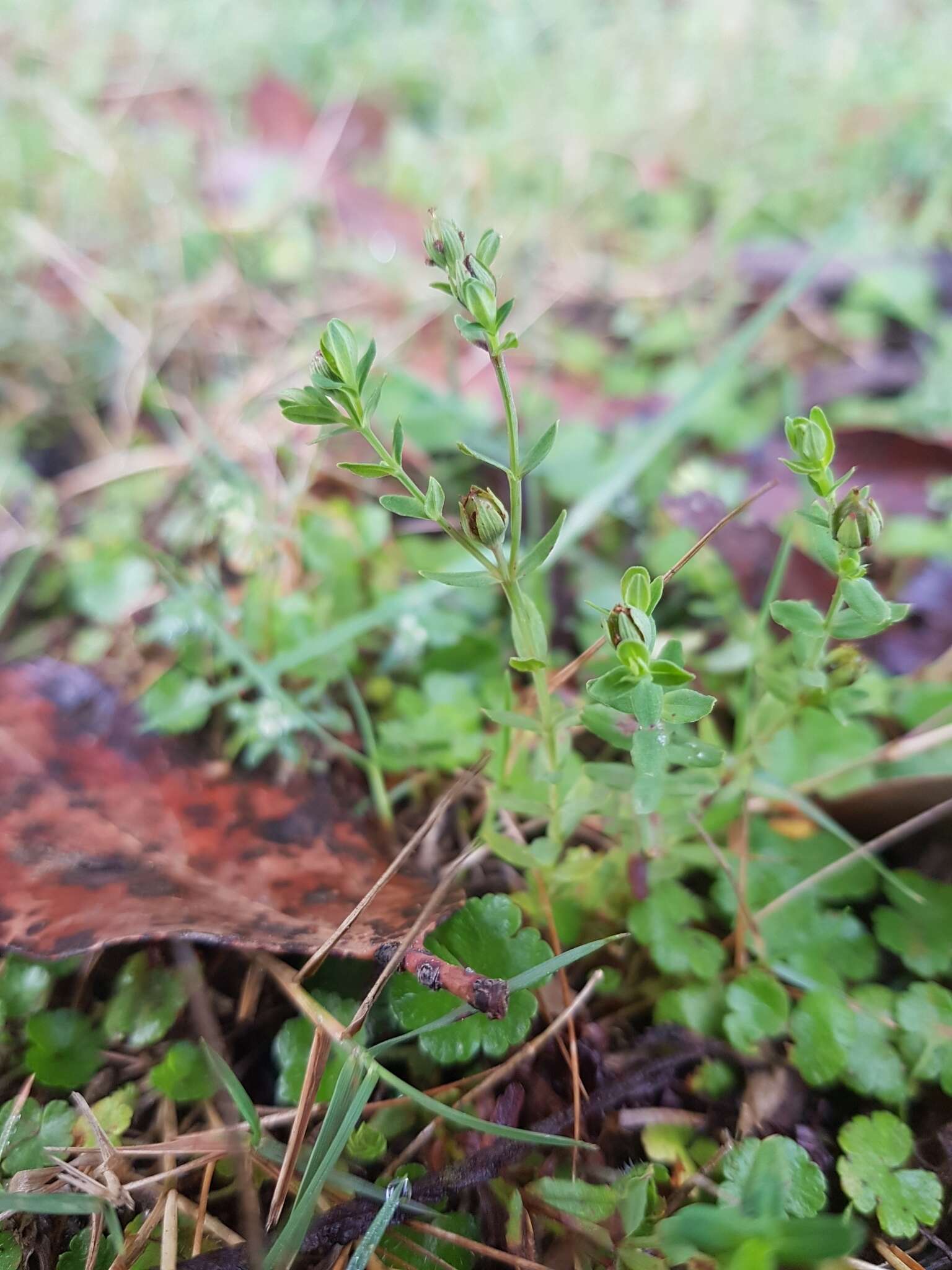 Image of grassy St. Johnswort