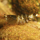 Image of <i>Caridina logemanni</i>