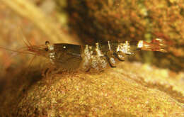 Image of <i>Caridina logemanni</i>