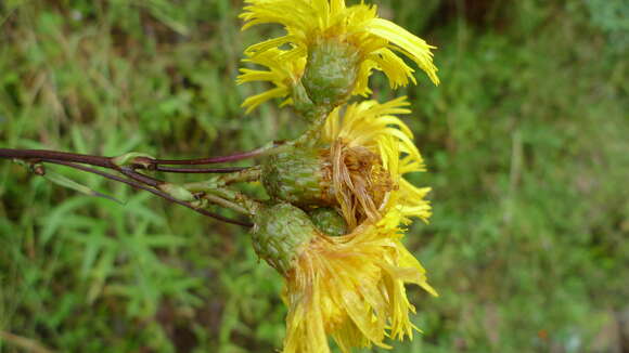 Image of Podolepis hieracioides F. Müll.