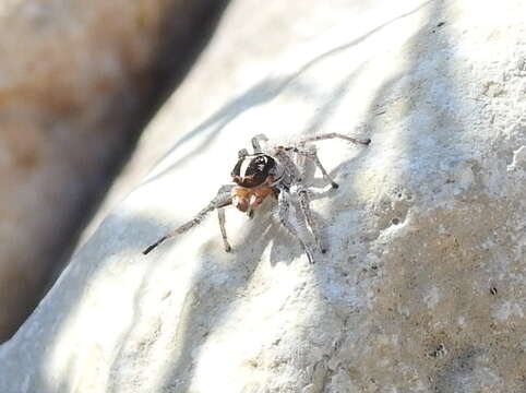 Image of Habronattus tuberculatus (Gertsch & Mulaik 1936)