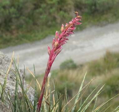 Image of Fernseea itatiaiae (Wawra) Baker