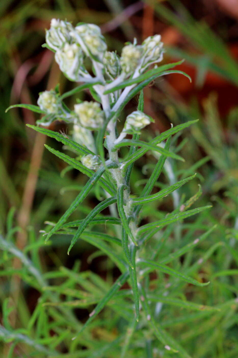 Слика од Pseudognaphalium oligandrum (DC.) O. M. Hilliard & B. L. Burtt