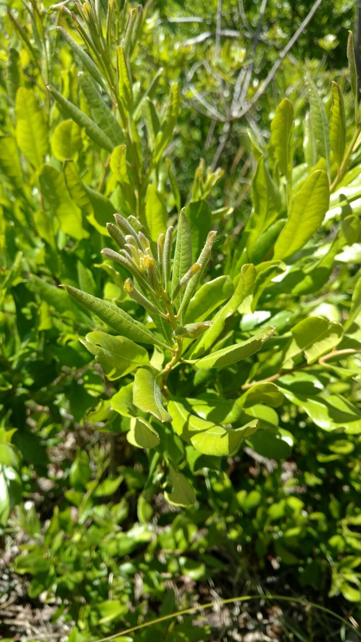 宾州杨梅的圖片