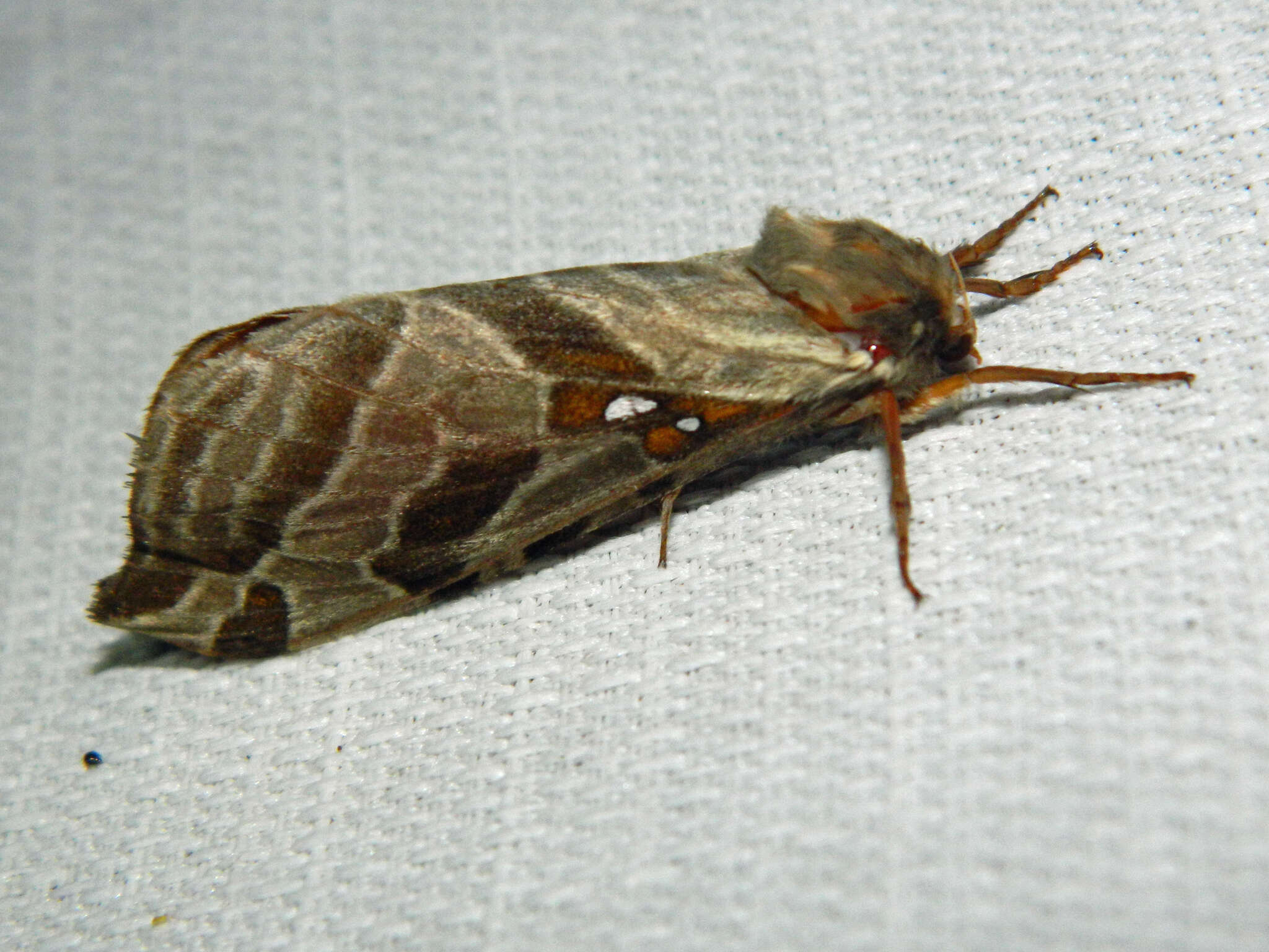 Image of Silver-spotted Ghost Moth