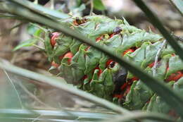 Image of Macrozamia douglasii W. Hill ex F. M. Bailey