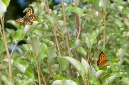 Image of Lycaena feredayi (Bates 1867)