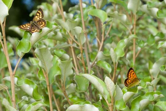 Image of Lycaena feredayi (Bates 1867)