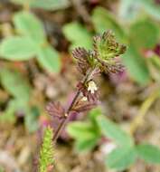 Imagem de Euphrasia subarctica Raup