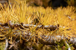 Image of Alpine Larch