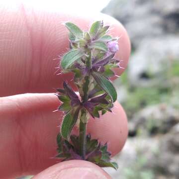 Image of Stachys keerlii Benth.