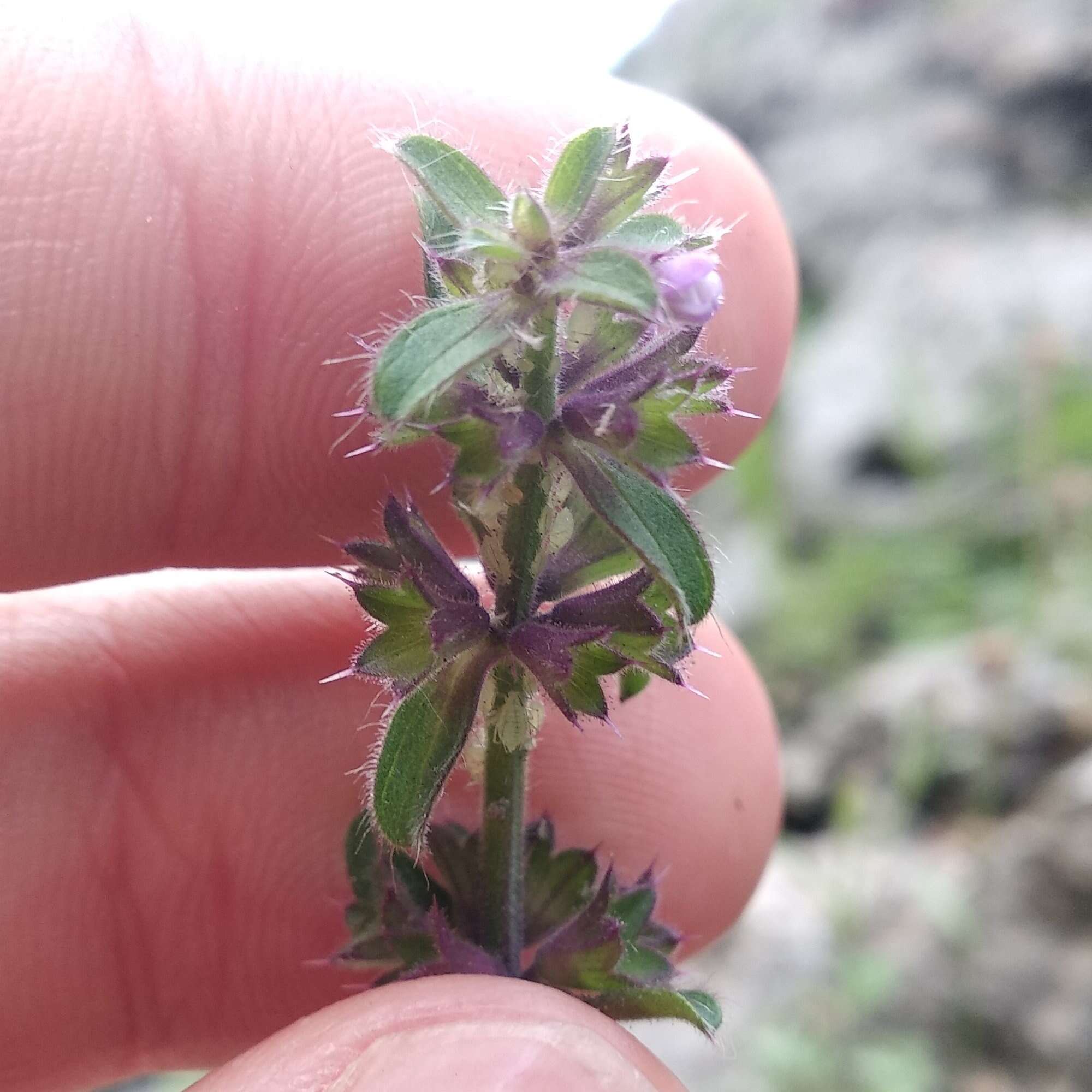 Image of Stachys keerlii Benth.