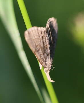 Image of Polypogon strigilata (Linnaeus 1758)