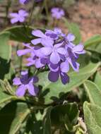 <i>Buchnera longespicata</i> resmi