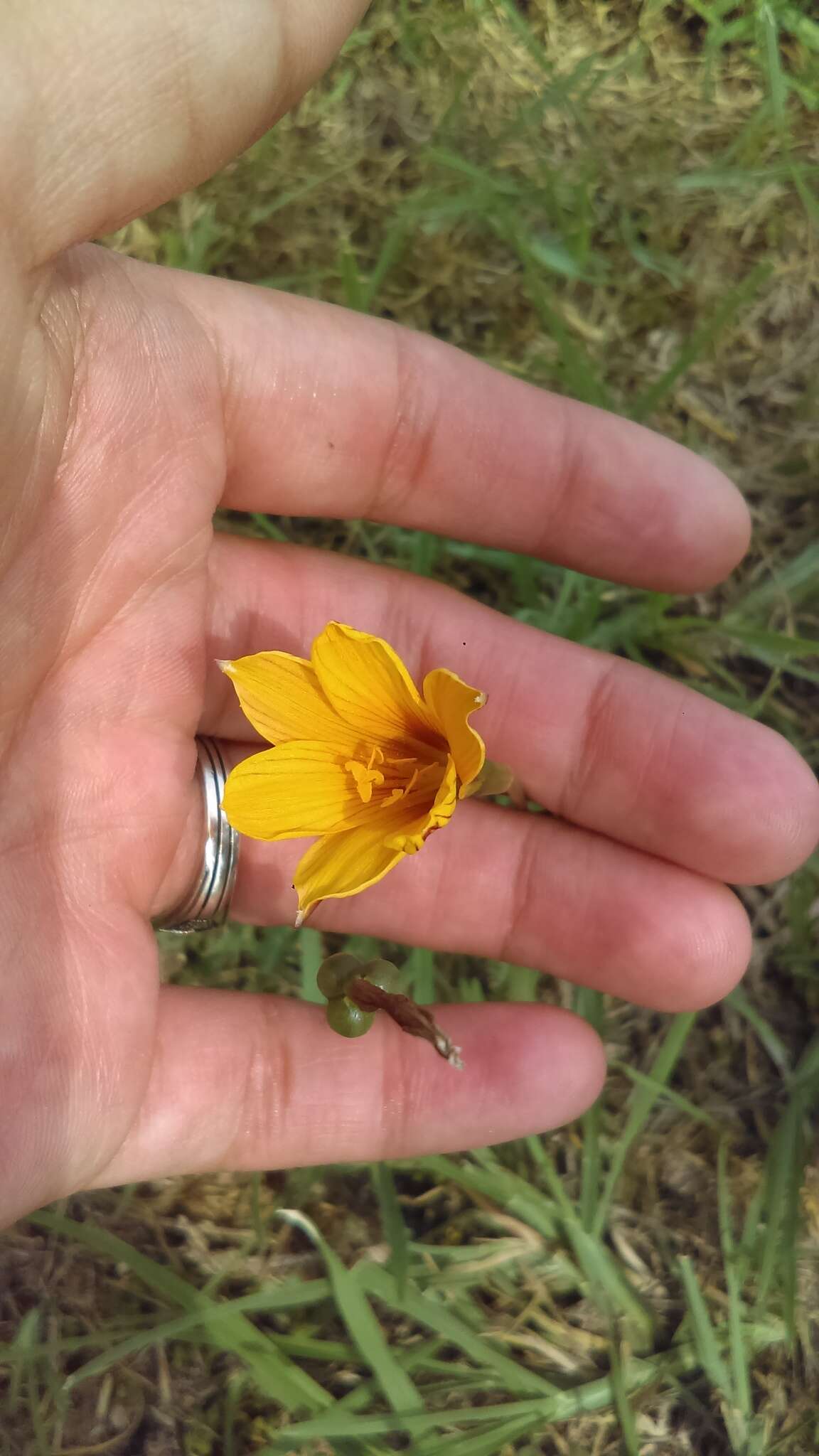 Imagem de Zephyranthes puertoricensis Traub