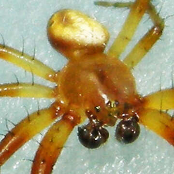 Image of Six-spotted Yellow Orbweaver