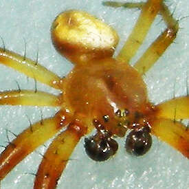 Image of Six-spotted Yellow Orbweaver