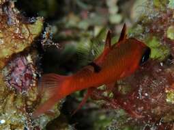 Image of Whitestar Cardinalfish