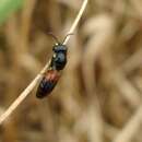 Image of Nelumbo Masked Bee