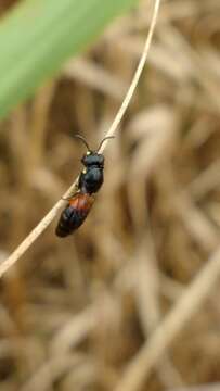 Imagem de Hylaeus nelumbonis (Robertson 1890)