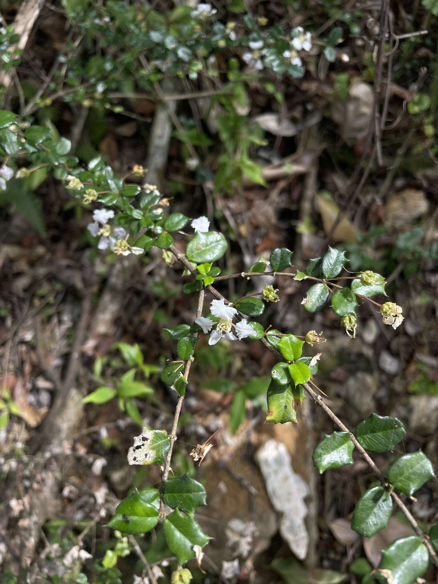 Imagem de Malpighia coccigera L.