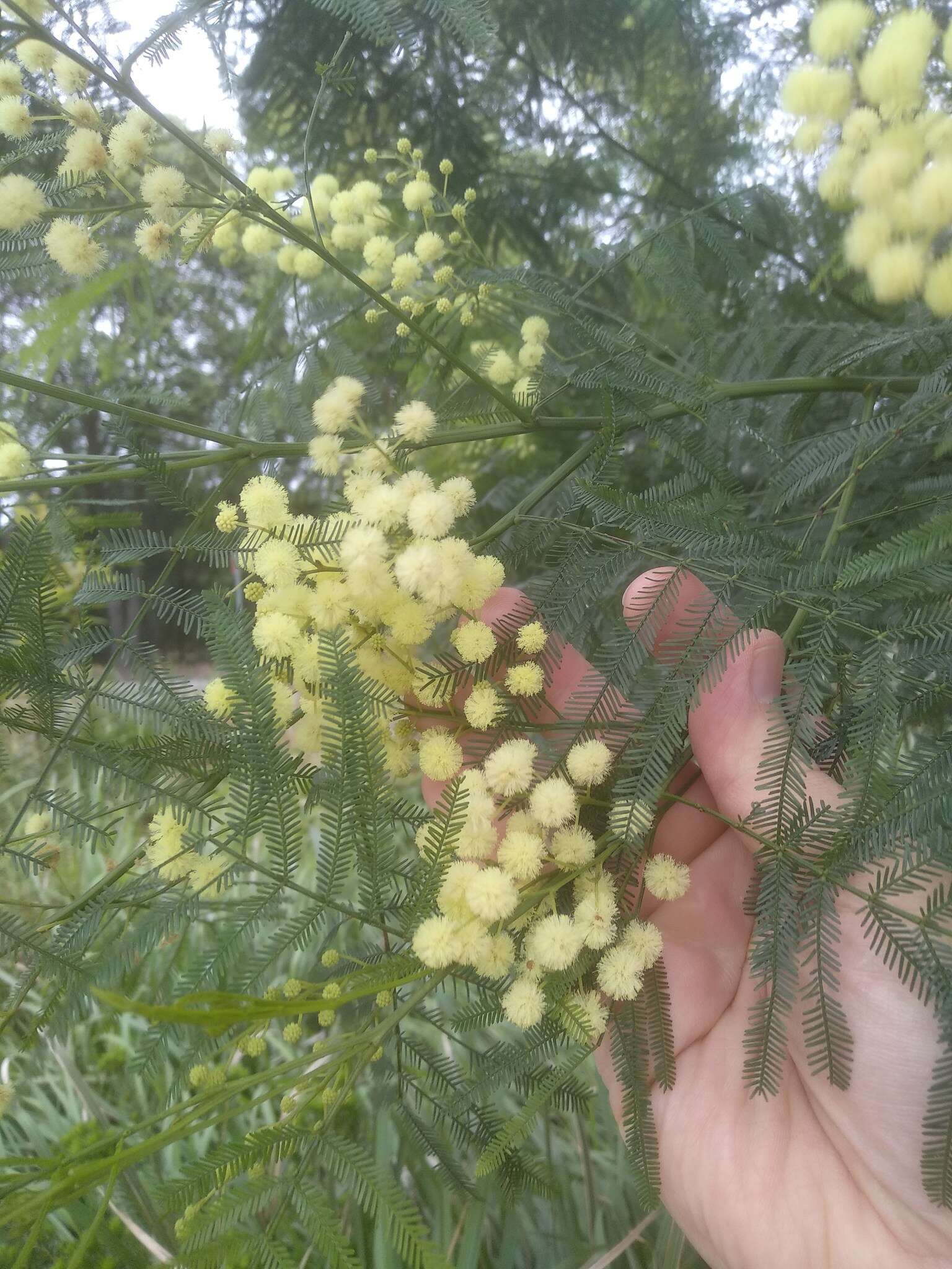 Слика од Acacia parramattensis Tindale