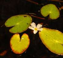 Image of Little Floatingheart