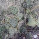 Sivun Opuntia chisosensis (M. S. Anthony) D. J. Ferguson kuva