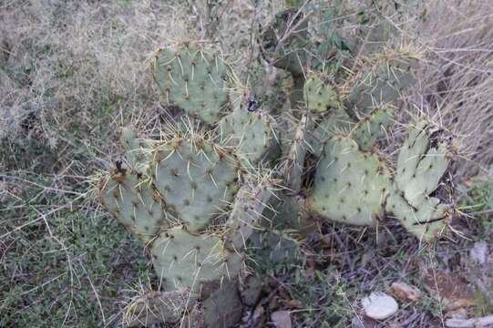 Sivun Opuntia chisosensis (M. S. Anthony) D. J. Ferguson kuva