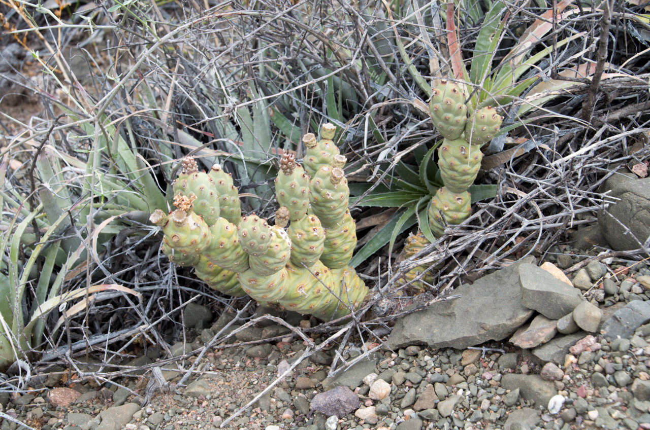 Image of Tephrocactus articulatus (Otto) Backeb.