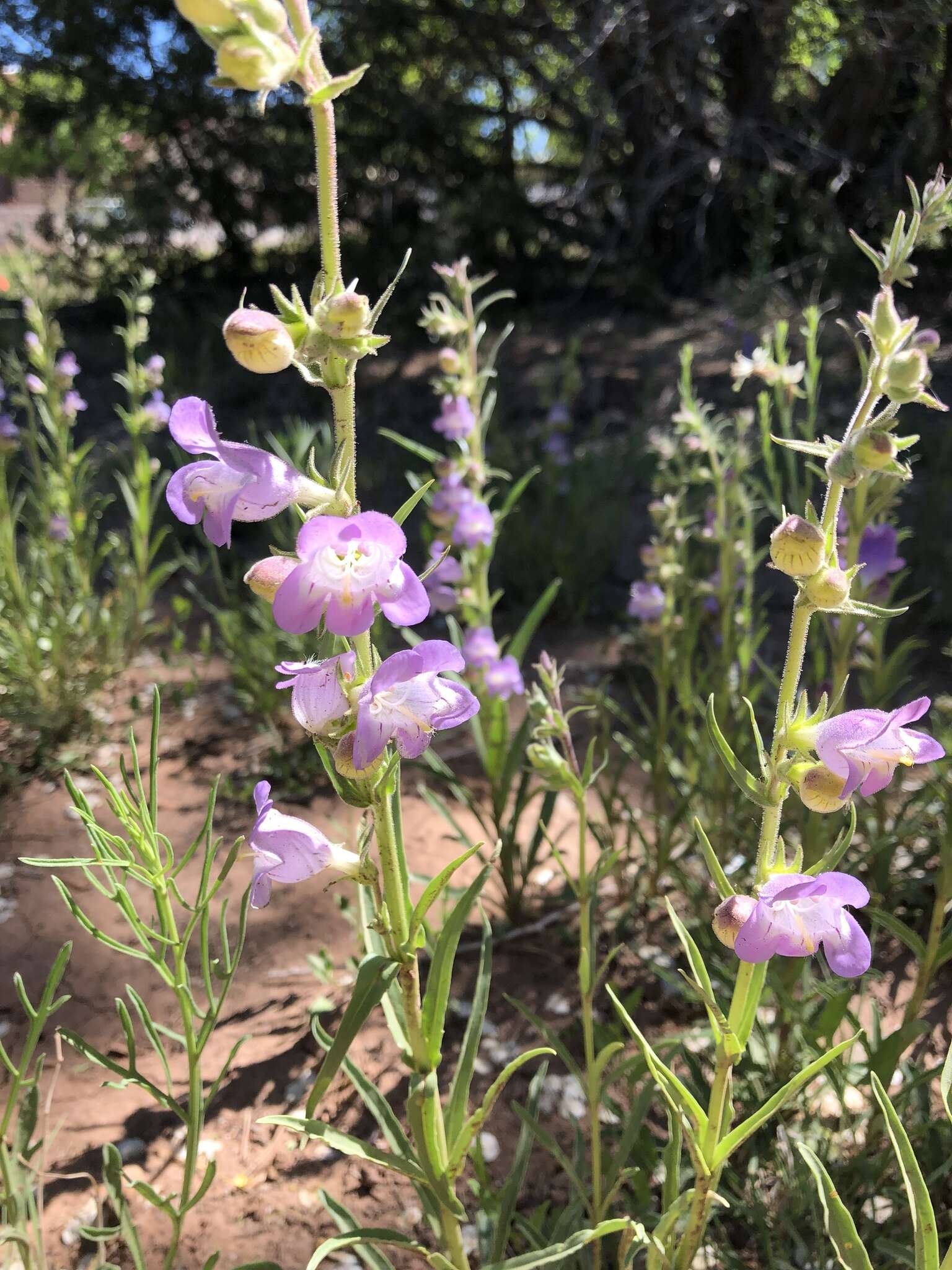 Image of James' beardtongue