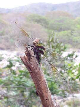 Image of Blue-faced Darner