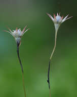 Plancia ëd Urocystis trientalis (Berk. & Broome) B. Lindeb. 1959