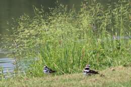 Image of Charadrius vociferus vociferus Linnaeus 1758