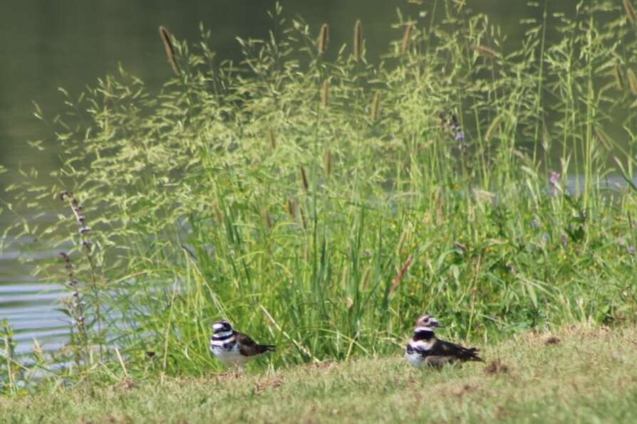 Image of Charadrius vociferus vociferus Linnaeus 1758