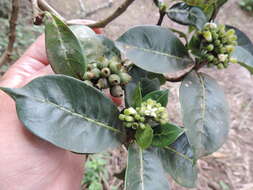 Image of Large bird-berry