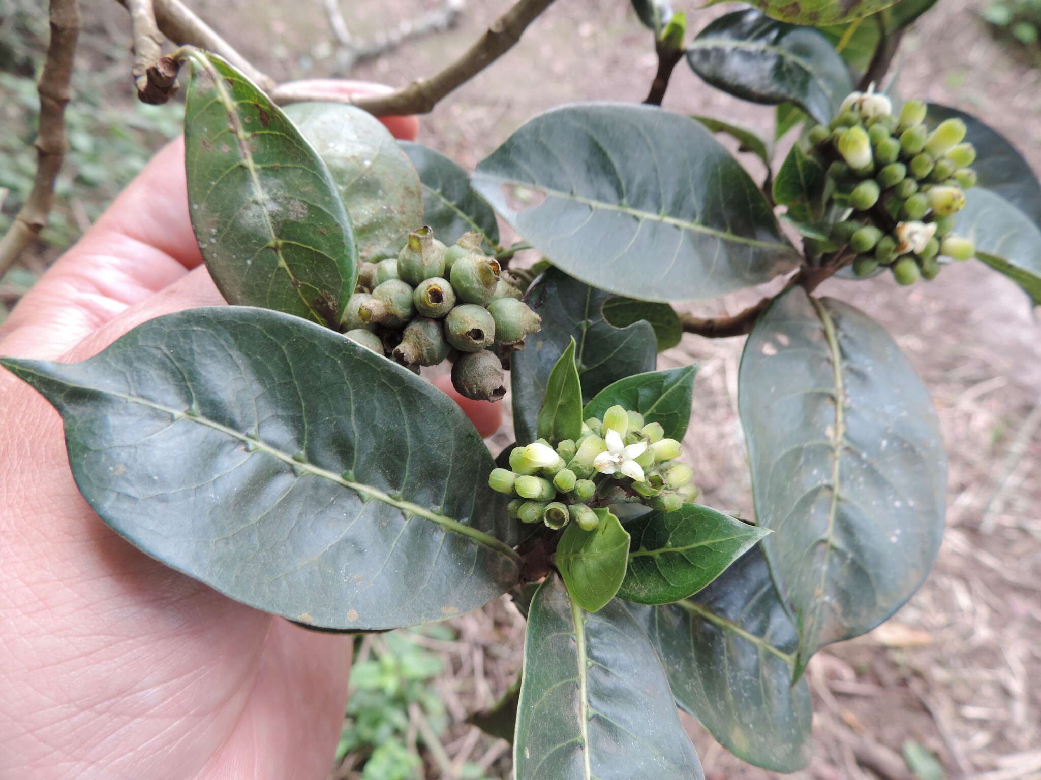 Plancia ëd Psychotria mahonii C. H. Wright