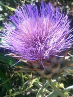 Слика од Cynara cardunculus subsp. cardunculus