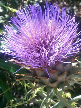 Image of Cynara cardunculus subsp. cardunculus