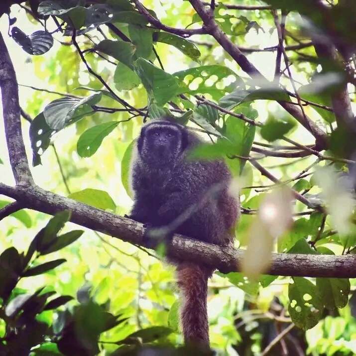 Image of Coastal Black-handed Titi