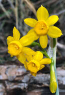 Imagem de Narcissus scaberulus subsp. calcicola (Mendonça) Aedo