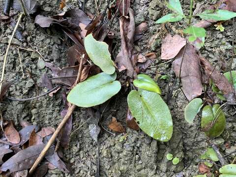 Слика од Mickelopteris cordata (Hook. & Grev.) Fraser-Jenk.