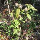 Image of Long-Leaf Camphorweed