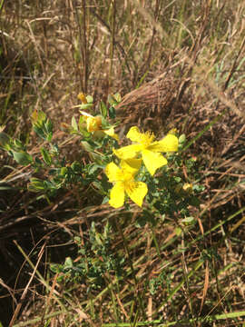 Plancia ëd Hypericum tetrapetalum Lam.