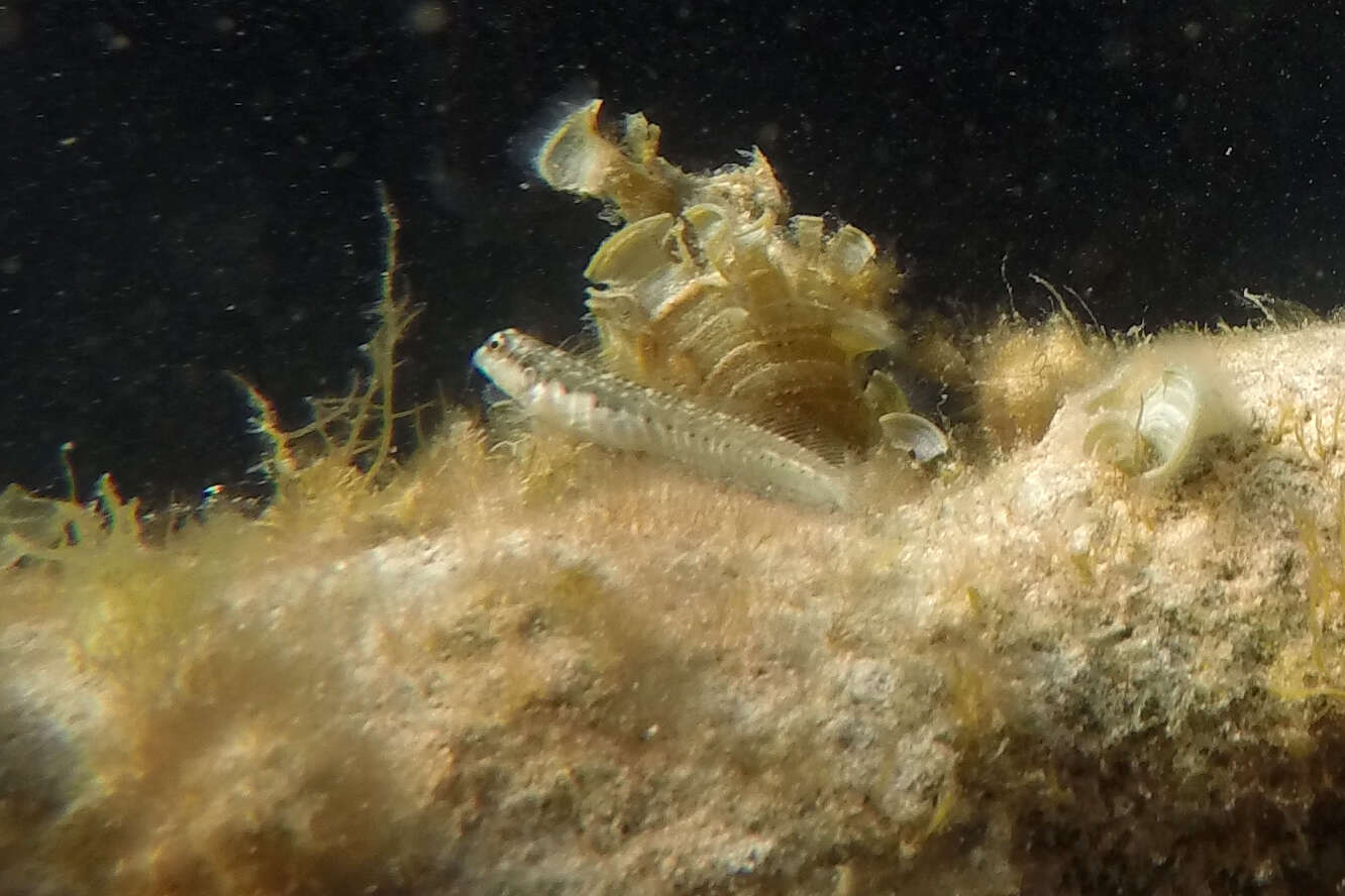 Image of Germain&#39;s blenny