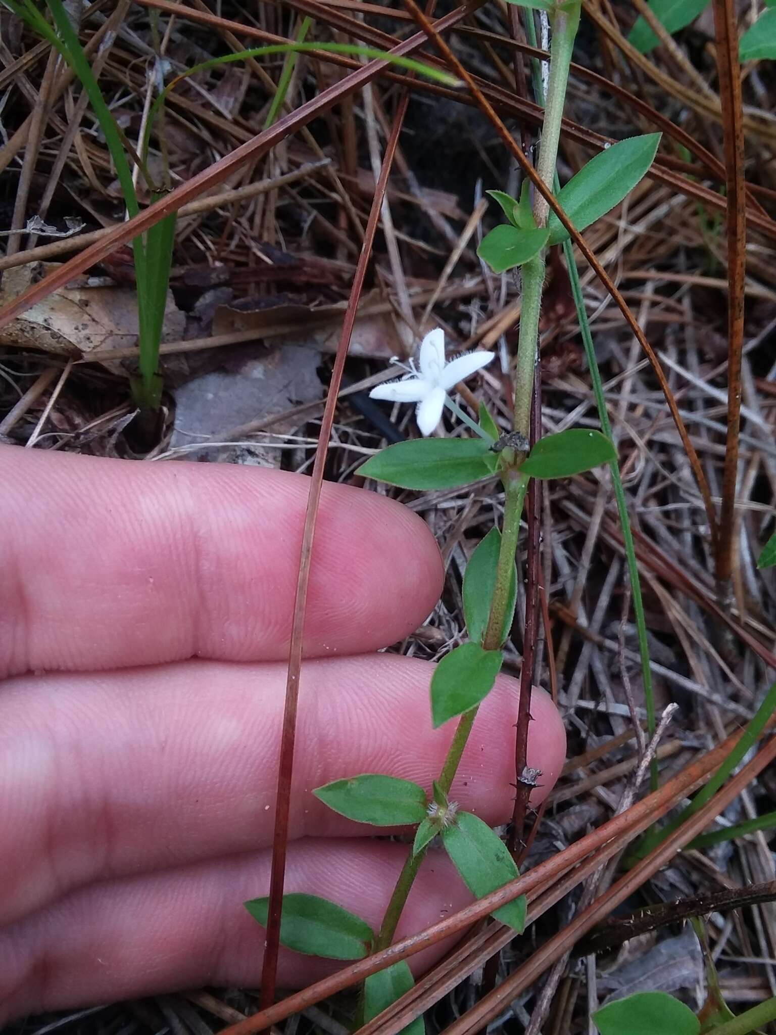 Image of buttonweed