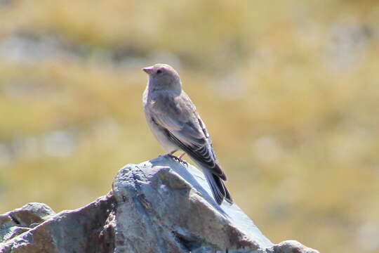 Image of Black-headed Mountain-Finch