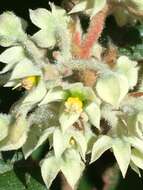 Imagem de Seringia platyphylla J. Gay