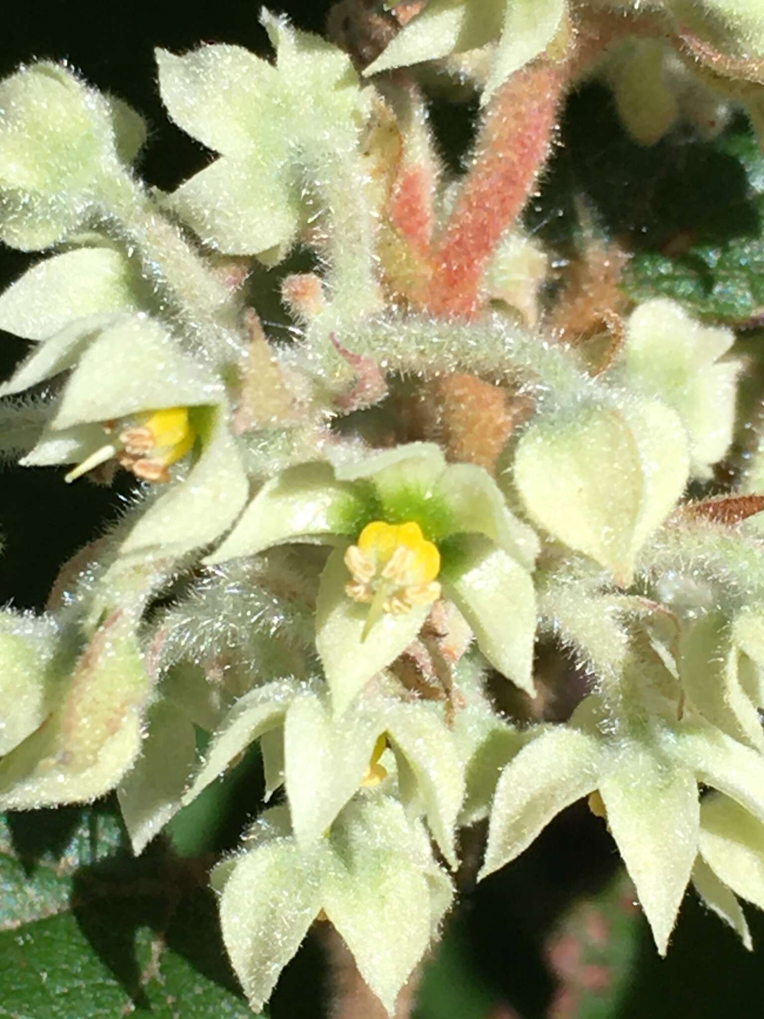 Image of Seringia platyphylla J. Gay