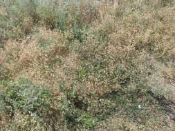 Image of Hordeum marinum subsp. gussoneanum (Parl.) Thell.